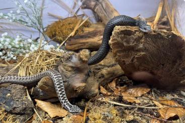 Schlangen kaufen und verkaufen Foto: Vipera ammodytes, Natrix n. schweizeri (ENZ 24)
