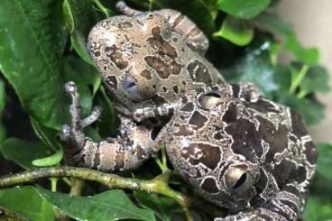 Frösche  kaufen und verkaufen Foto: [SEARCH] phlyctimantis / Glass frog…