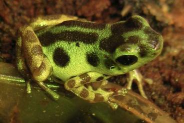 Pfeilgiftfrösche kaufen und verkaufen Foto: Oophaga pumelo Colon Pfeilgiftfrosch