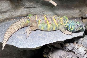 other lizards kaufen und verkaufen Photo: Uromastyx ornata male for sale
