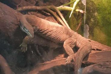 Monitor lizards kaufen und verkaufen Photo: Breeding male 1.0 varanus panoptes horni