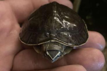 Sumpfschildkröten kaufen und verkaufen Foto: Cuora Amboniensis December 2023