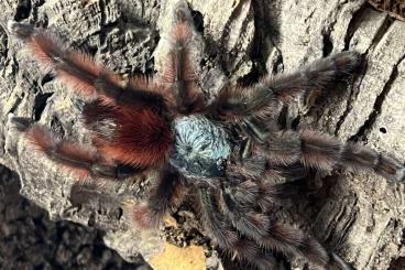Spinnen und Skorpione kaufen und verkaufen Foto: Caribena versicolor FH1 0.0.150 