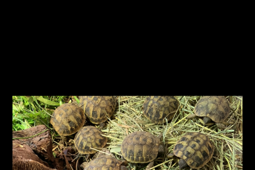 Landschildkröten kaufen und verkaufen Foto: Testudo hermanni boettgeri