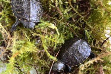 Turtles kaufen und verkaufen Photo: emys orbicularis Haplotyp IIa Turtles kaufen und verkaufen Photo: emys orbicularis Haplotyp IIa