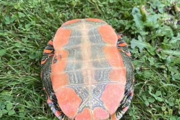 Sumpfschildkröten kaufen und verkaufen Photo: Chrysemys picta bellii 2016 westliche Zierschildkröte Sumpfschildkröten kaufen und verkaufen Photo: Chrysemys picta bellii 2016 westliche Zierschildkröte