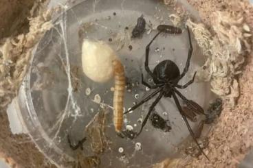 Spiders and Scorpions kaufen und verkaufen Photo: Only for Hamm (09,12,2023) (last order 08,12,2023)