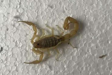 Spiders and Scorpions kaufen und verkaufen Photo: Different Scorpions for international shipping
