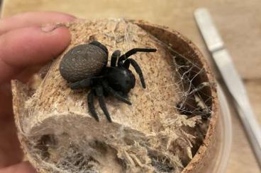 Spinnen und Skorpione kaufen und verkaufen Foto: Velvet spiders - Eresus und Gandanameno 