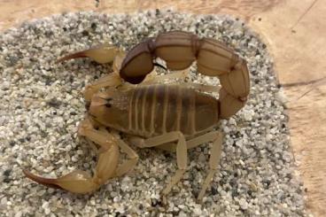 Spinnen und Skorpione kaufen und verkaufen Foto: Androctonus australis / bicolor