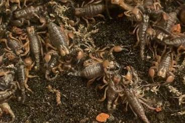 Spinnen und Skorpione kaufen und verkaufen Foto: Pandinoides duffermackyi CB24