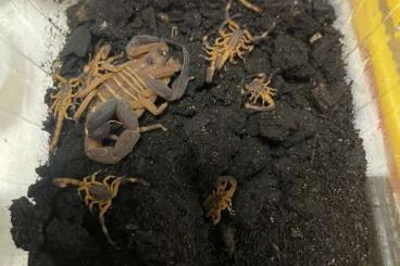 Spiders and Scorpions kaufen und verkaufen Photo: Babycurus gigas , Buthidae Spiders and Scorpions kaufen und verkaufen Photo: Babycurus gigas , Buthidae