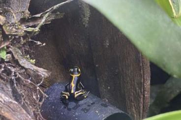 Poison dart frogs kaufen und verkaufen Photo: Verkaufe Ranitomeya im. Huallaga 