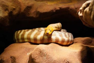 Pythons kaufen und verkaufen Foto: 1,1 Womas (Aspidites ramsayi) Pythons kaufen und verkaufen Foto: 1,1 Womas (Aspidites ramsayi)