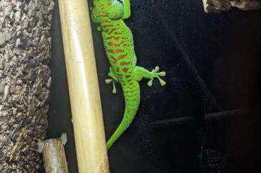 Lizards kaufen und verkaufen Photo: Phelsuma grandis et ciliatus 