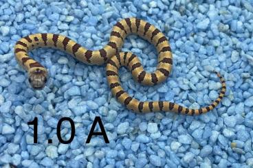 Snakes kaufen und verkaufen Photo: Lampropeltis Leonis / mexicana / Pastelking