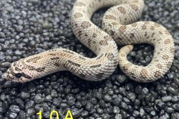 Schlangen kaufen und verkaufen Foto: 6.2 heterodon Arcticconda