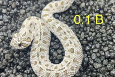 Schlangen kaufen und verkaufen Foto: 6.2 hognose heterodon Arcticconda