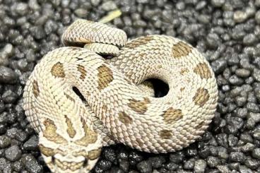 Snakes kaufen und verkaufen Photo: Heterodon Nasicus Hognose