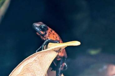 frogs kaufen und verkaufen Photo: Oophaga Sylvatica abzugeben frogs kaufen und verkaufen Photo: Oophaga Sylvatica abzugeben