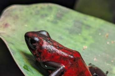 Poison dart frogs kaufen und verkaufen Photo: Oophaga Sylvatica abzugeben Poison dart frogs kaufen und verkaufen Photo: Oophaga Sylvatica abzugeben