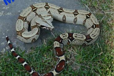 Boas kaufen und verkaufen Foto: Boa constrictor constrictor Ecuador/Melanogaster NZ 24 Boas kaufen und verkaufen Foto: Boa constrictor constrictor Ecuador/Melanogaster NZ 24