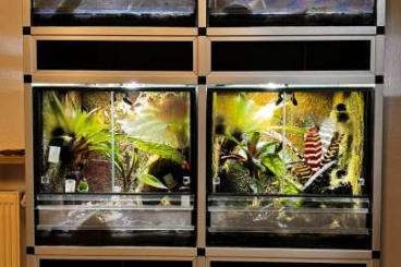 Pfeilgiftfrösche kaufen und verkaufen Foto: Zuchtprojekt Oophaga pumilio komplett mit allem Aluregal, Terrarien Pfeilgiftfrösche kaufen und verkaufen Foto: Zuchtprojekt Oophaga pumilio komplett mit allem Aluregal, Terrarien