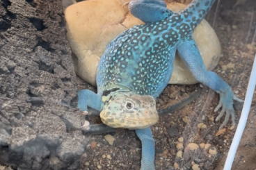 Lizards kaufen und verkaufen Photo: Looking for a 0.1 collared lizard Lizards kaufen und verkaufen Photo: Looking for a 0.1 collared lizard