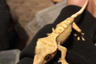 Geckos kaufen und verkaufen Photo: 1.0 Kronengecko Yellow Cream 