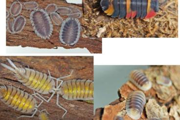Insects kaufen und verkaufen Photo: Div. Zierasseln - Cubaris, Merulanella, Porcellio spec.