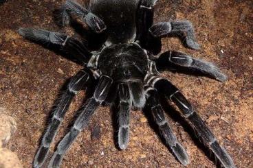 Spiders and Scorpions kaufen und verkaufen Photo: Big adult females for sale