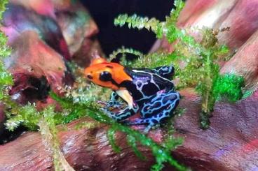 Poison dart frogs kaufen und verkaufen Photo: Looking for Ranitomeya fantastica