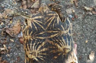 Landschildkröten kaufen und verkaufen Foto: G. elegans 0. 2. (weiblich) 