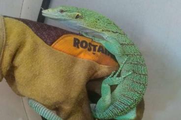 Monitor lizards kaufen und verkaufen Photo: Varanus prasinus for Hamm