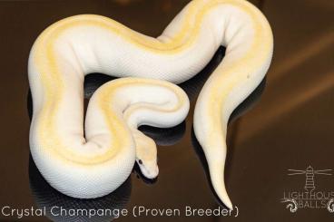 Königspythons kaufen und verkaufen Foto: Königspython Python Regius Ballpython for Hamm 11.03.2023 Königspythons kaufen und verkaufen Foto: Königspython Python Regius Ballpython for Hamm 11.03.2023