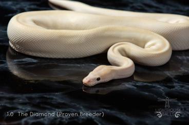 Ball Pythons kaufen und verkaufen Photo: Königspython Python Regius Ballpython for Hamm