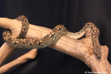 Schlangen kaufen und verkaufen Foto: Acrantophis dumerili own breeding