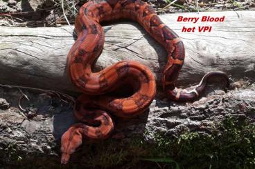 Boas kaufen und verkaufen Foto: IMG Combos, Berry Bood het VPI, Hypo Salmon Leopard