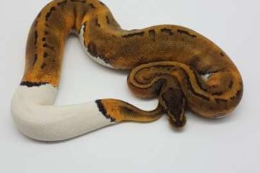 Königspythons kaufen und verkaufen Foto: Hobbyaufgabe Highend königspython morphe tolle Zuchttiere vorhanden