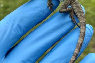 Skinks kaufen und verkaufen Photo: Egernia striolata and Physignathus cocincinus Skinks kaufen und verkaufen Photo: Egernia striolata and Physignathus cocincinus