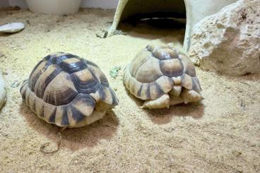 Tortoises kaufen und verkaufen Photo: Testudo Kleinmanni 0.0.4. Tortoises kaufen und verkaufen Photo: Testudo Kleinmanni 0.0.4.