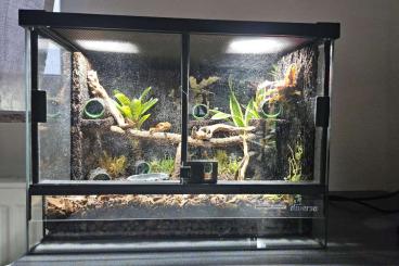 Enclosures kaufen und verkaufen Photo: Verkaufe 2 x Regenwald Terrarium "komplett eingerichtet" Reservierbar Enclosures kaufen und verkaufen Photo: Verkaufe 2 x Regenwald Terrarium "komplett eingerichtet" Reservierbar