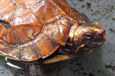 Turtles and Tortoises kaufen und verkaufen Photo: Geoemyda Japonica CB 2022 Turtles and Tortoises kaufen und verkaufen Photo: Geoemyda Japonica CB 2022