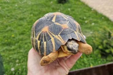 Tortoises kaufen und verkaufen Photo: Astrochelys radiata – resistant hardy specimens 7 years old Tortoises kaufen und verkaufen Photo: Astrochelys radiata – resistant hardy specimens 7 years old