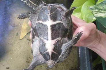 Schildkröten  kaufen und verkaufen Foto: Suche Sternotherus odoratus 