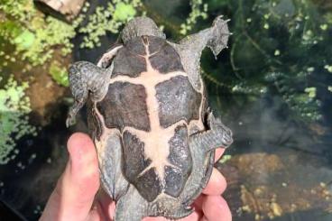 Turtles and Tortoises kaufen und verkaufen Photo: Suche Sternotherus odoratus 