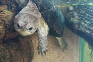 Schildkröten  kaufen und verkaufen Foto: Suche Pelusios Gruppen oder Einzeltiere