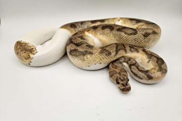 Königspythons kaufen und verkaufen Foto: Königspythons für Hamm / Niederlande Königspythons kaufen und verkaufen Foto: Königspythons für Hamm / Niederlande