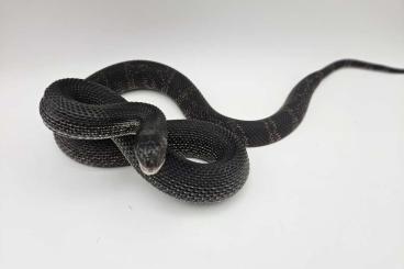 Schlangen kaufen und verkaufen Foto: 0.1 P.m.Lodingi / Pituophis melanoleucus Lodingi Schlangen kaufen und verkaufen Foto: 0.1 P.m.Lodingi / Pituophis melanoleucus Lodingi