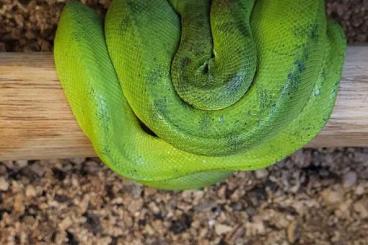 Boas kaufen und verkaufen Photo: corallus caninus anaconda phase